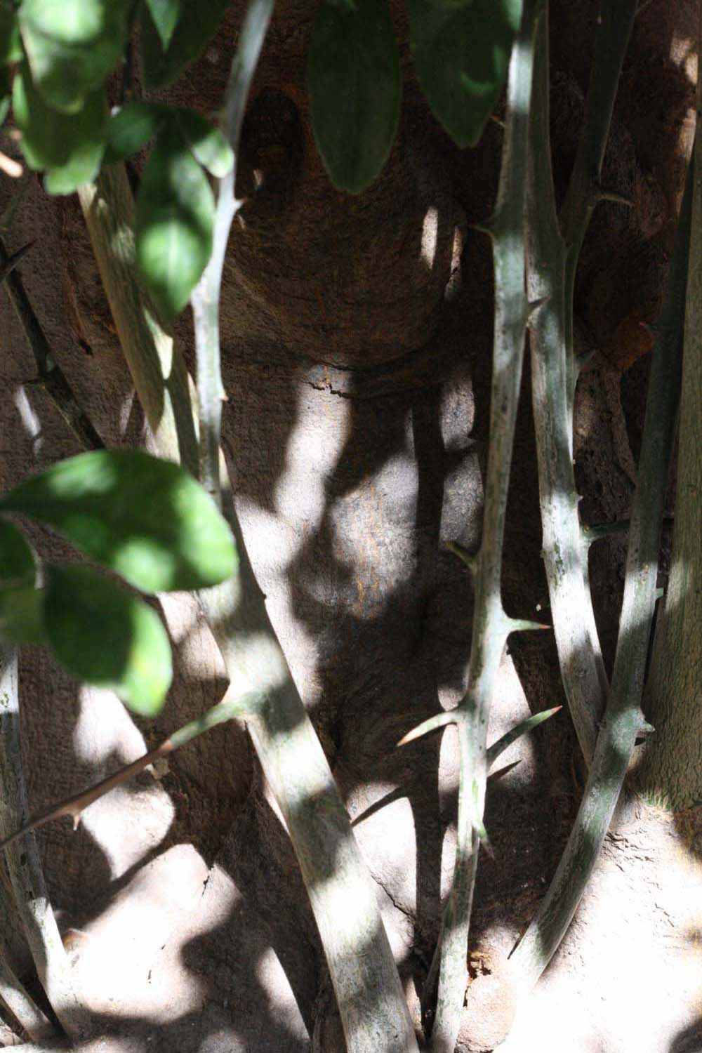                Bark (Riverside, CA)       